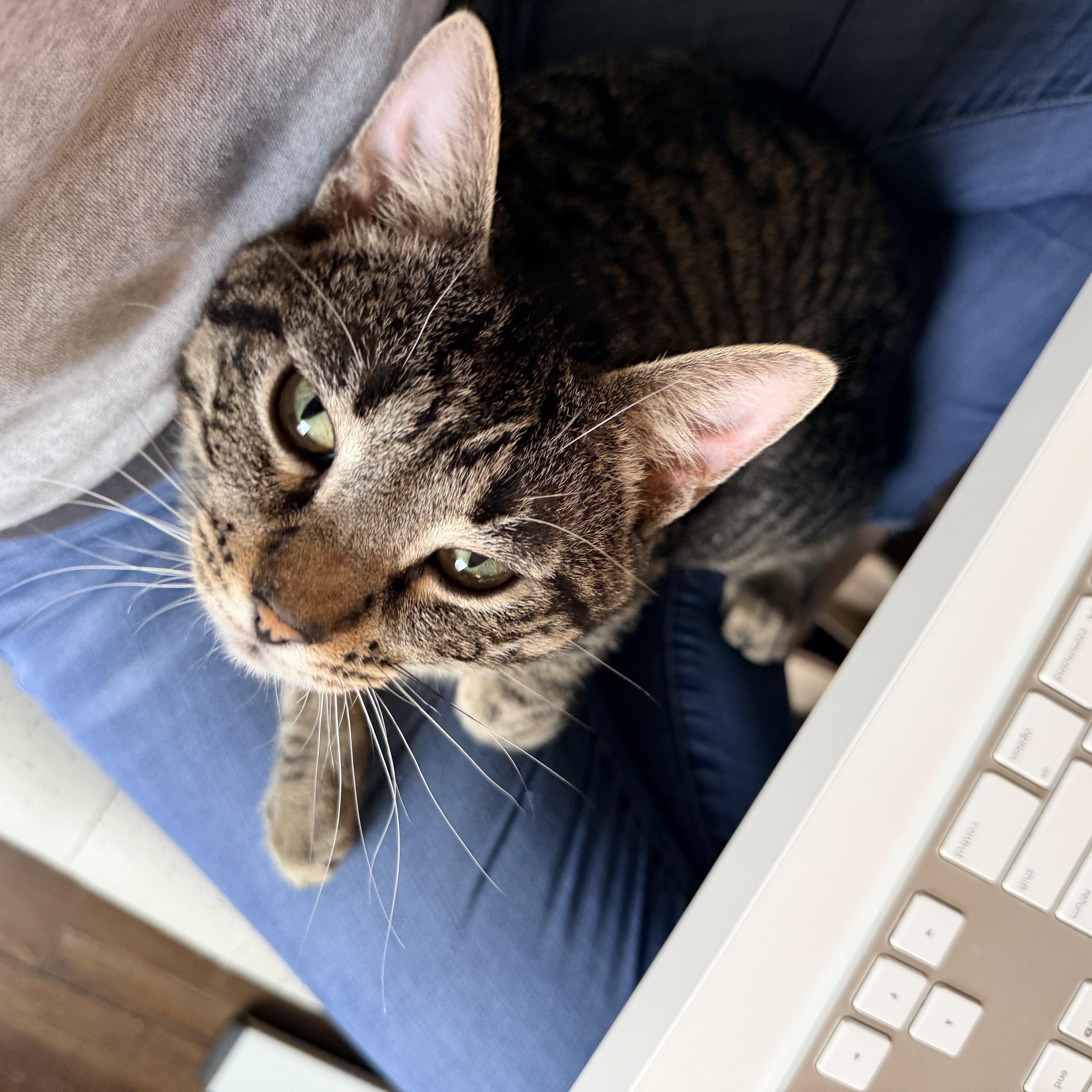 Bacon, Adoptable, Young Male Domestic Short Hair.