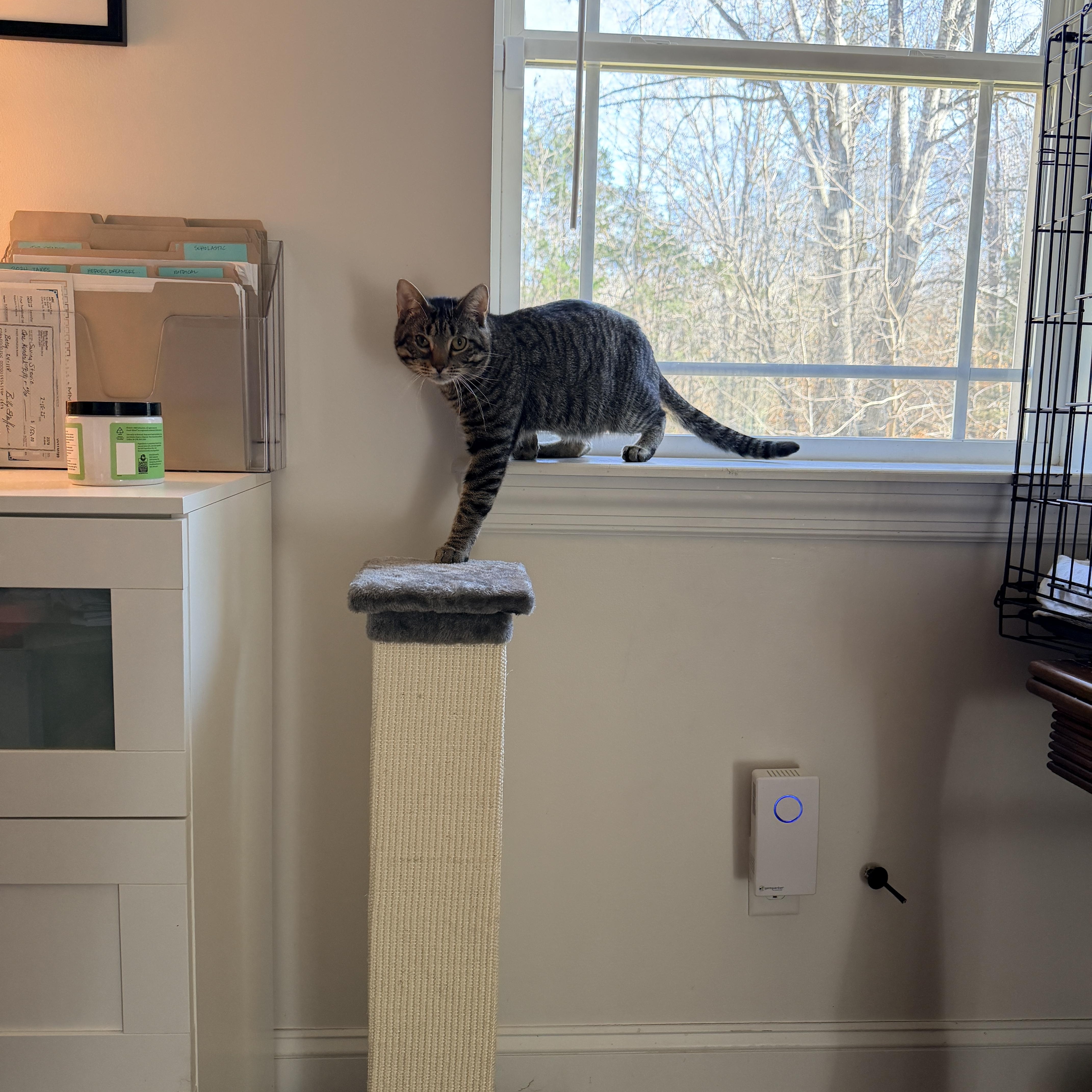 Bacon, a Adoptable Domestic Short Hair in Nashville, TN image 5/6