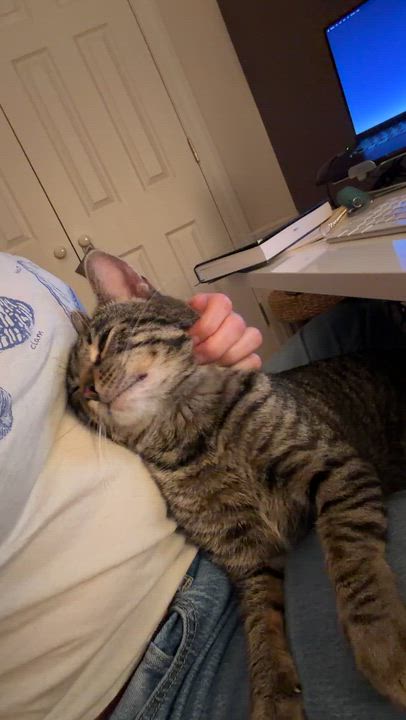 Enlarge Bacon, a Adoptable Domestic Short Hair in Nashville, TN video 6/6