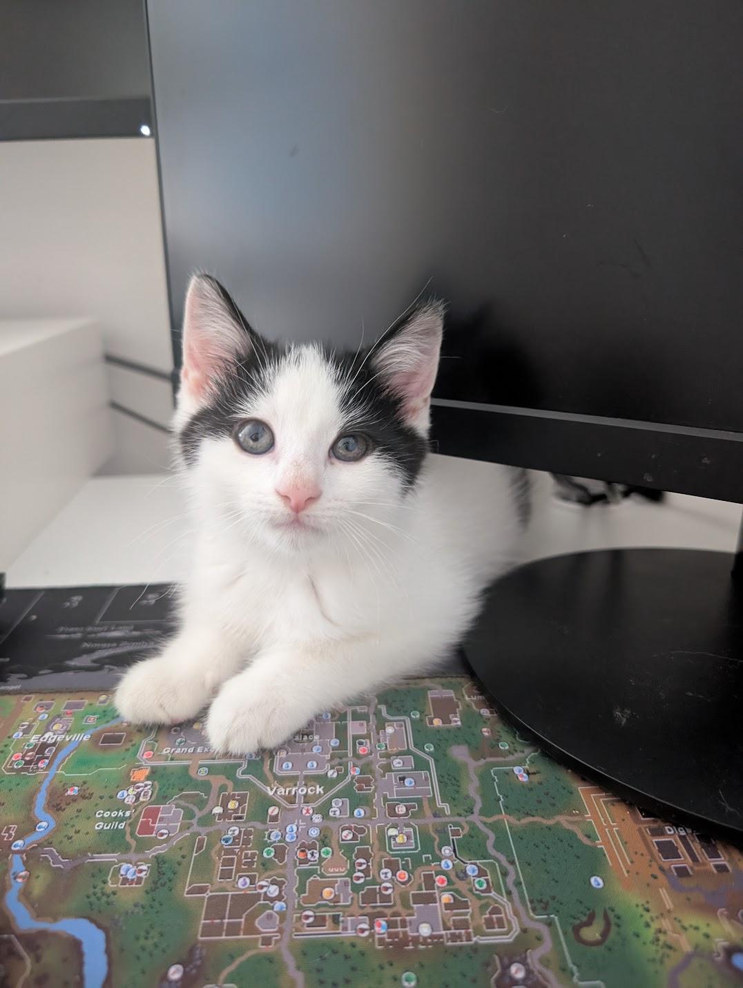 Enlarge Yellowstone, a Adoptable Domestic Short Hair in Toronto, ON image 2/2