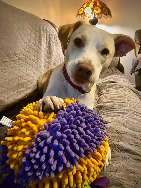 Kanga, Adoptable, Young Male Labrador Retriever & Staffordshire Bull Terrier.