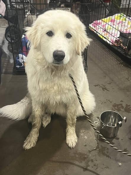 Enlarge Olaf, an adopted Great Pyrenees in Arvada, CO image 1/4