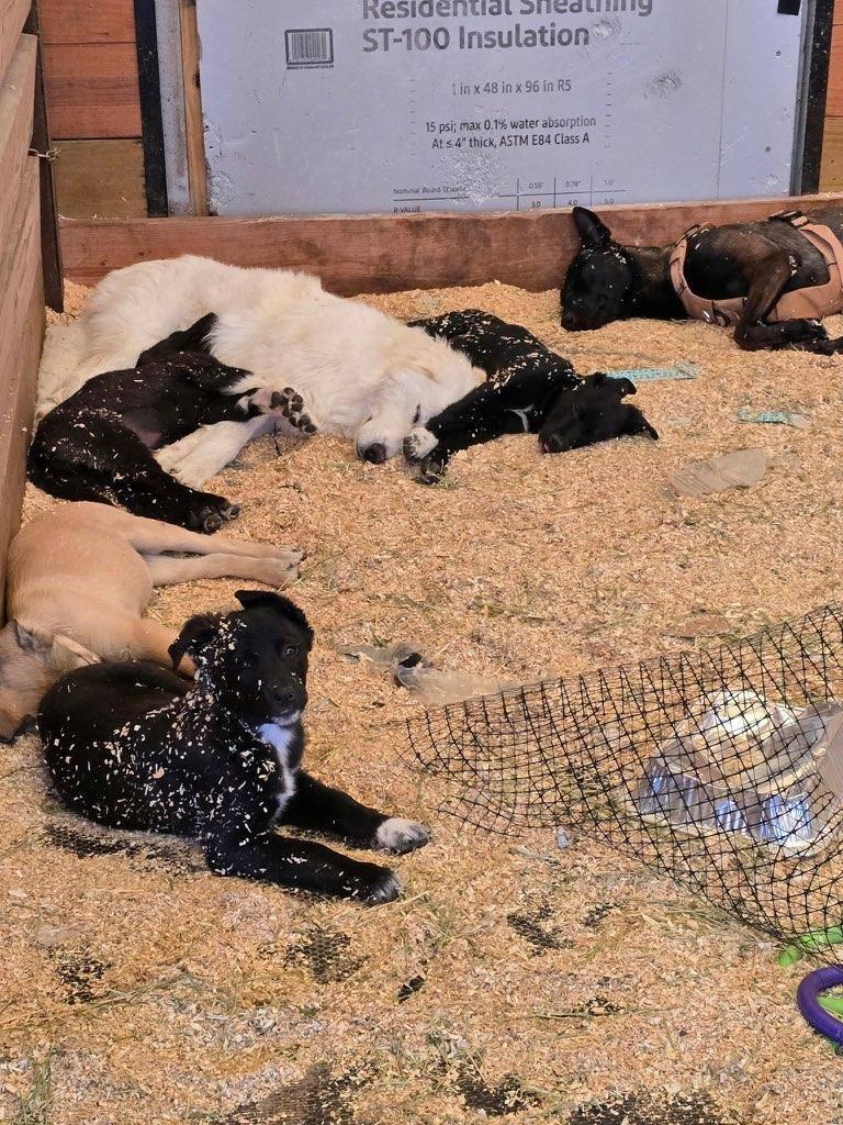 Enlarge Olaf, an adopted Great Pyrenees in Arvada, CO image 4/4