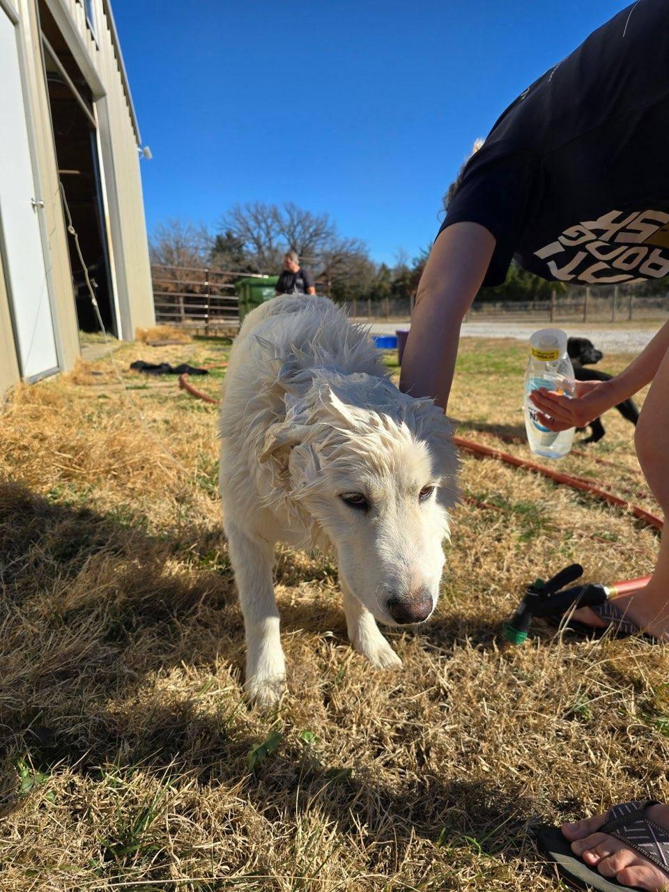 Enlarge Olaf, an adopted Great Pyrenees in Arvada, CO image 3/4