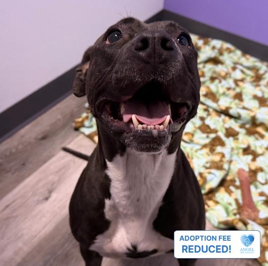 Shanghai, Adoptable, Young Female Pit Bull Terrier.