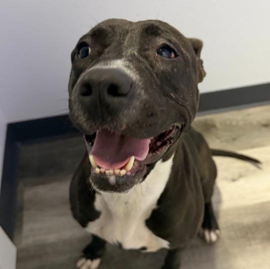 Enlarge Shanghai, a Adoptable Pit Bull Terrier in Naperville, IL image 2/3