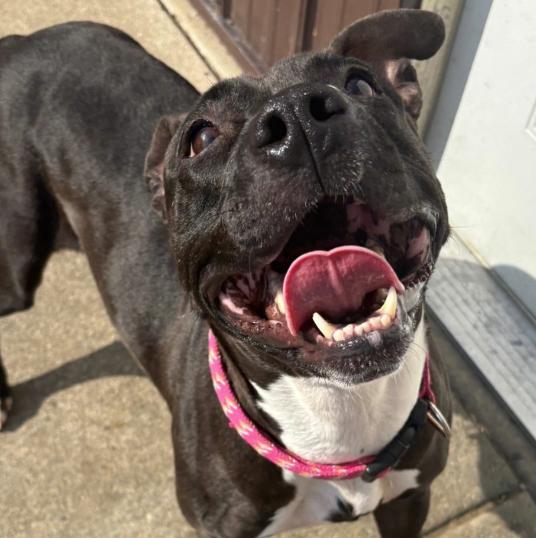 Enlarge Shanghai, a Adoptable Pit Bull Terrier in Naperville, IL image 3/3