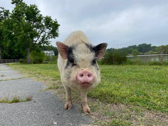Pua, a Adoptable Pot Bellied in Durham, NC image 1/2