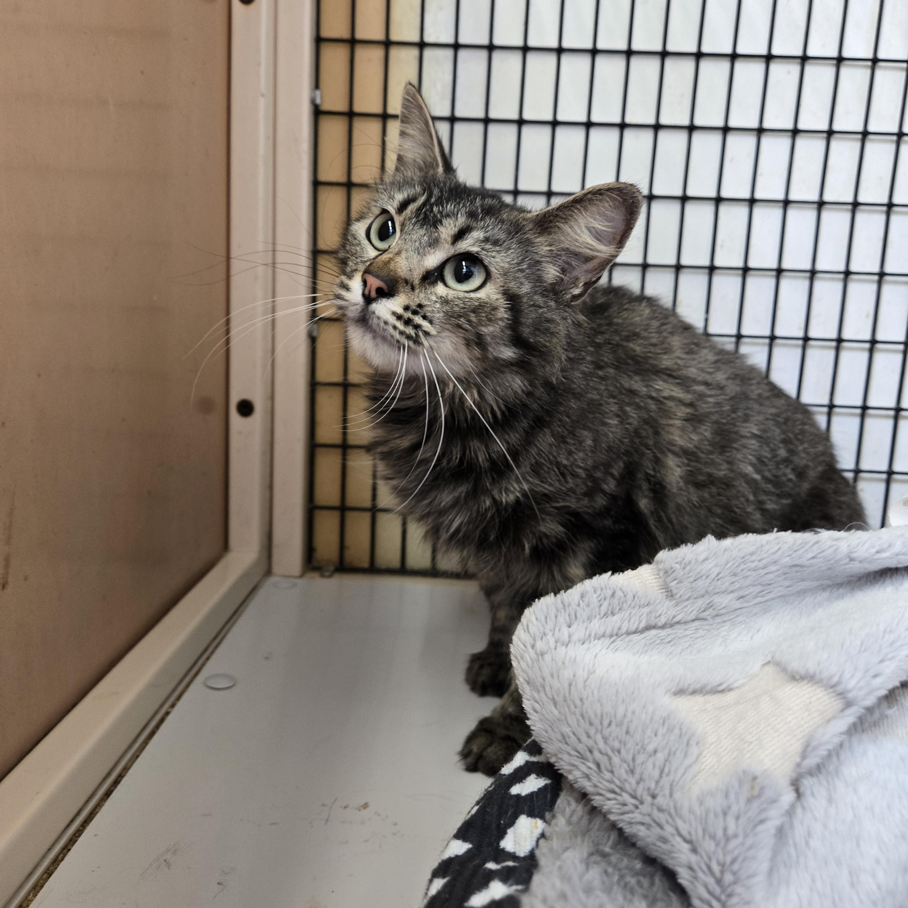 Enlarge Karla Fiesta, a ADOPTABLE Domestic Long Hair in Graham, TX image 2/2