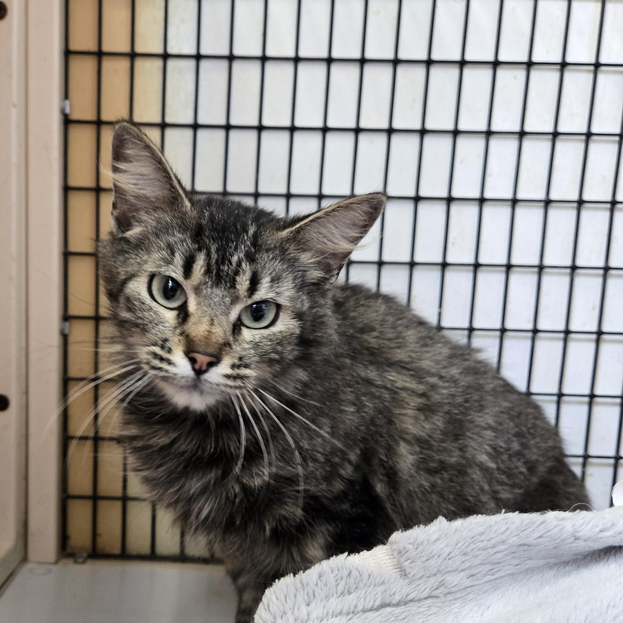 Karla Fiesta, ADOPTABLE, Adult Female Domestic Long Hair.