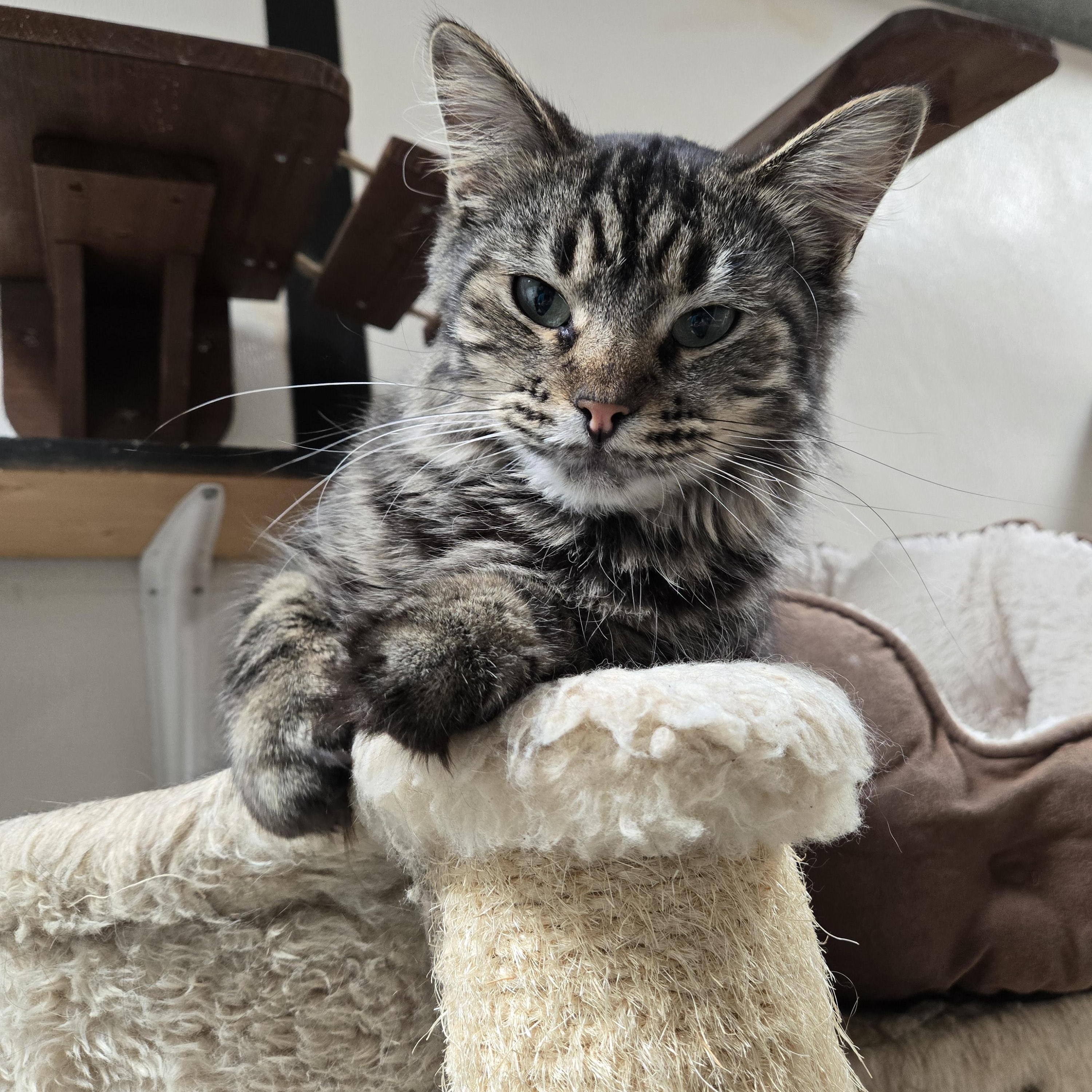 Enlarge Karla Fiesta, a Adoptable Domestic Long Hair in Graham, TX image 1/2