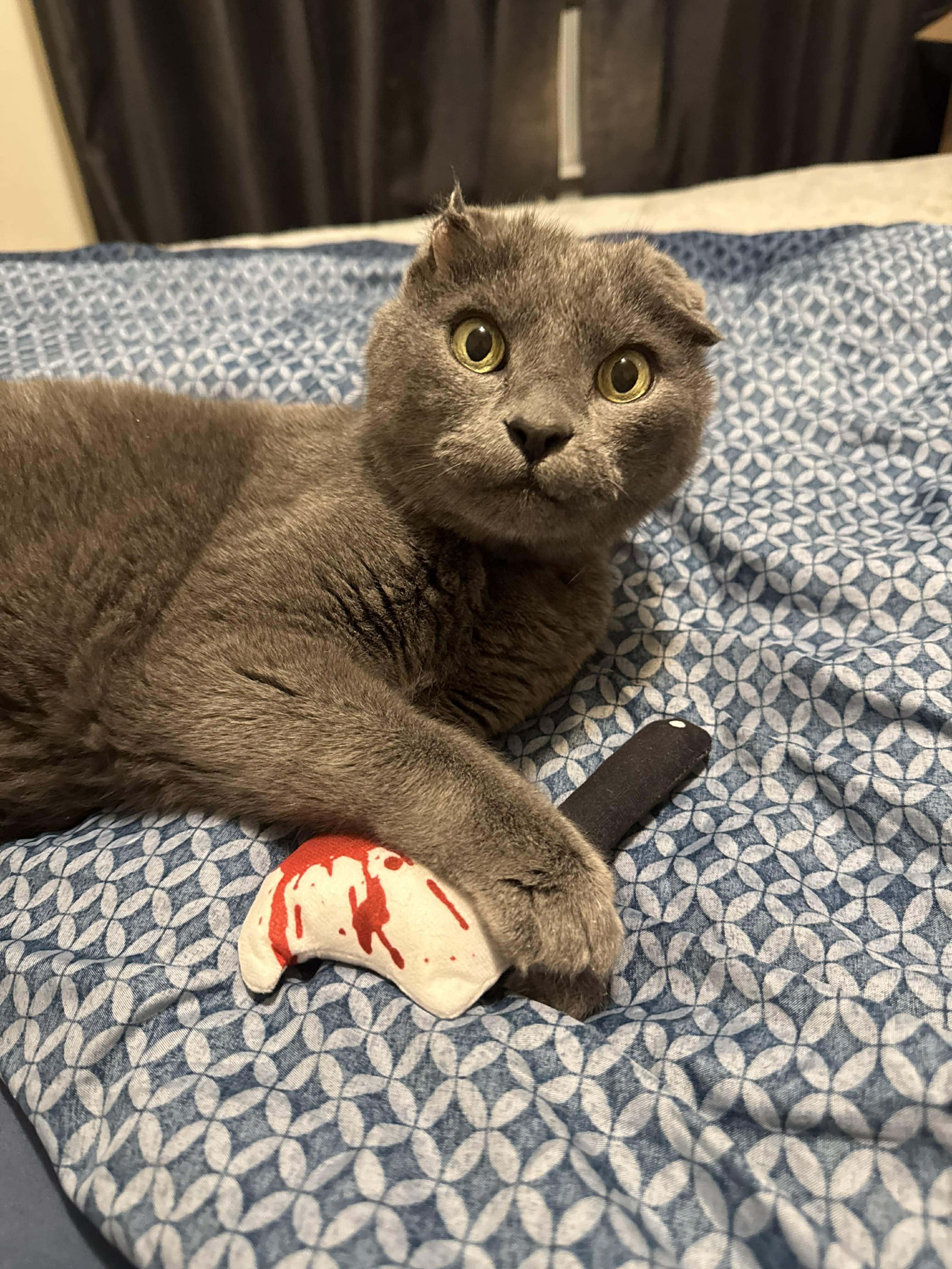 Enlarge Boo Bear, an adoptable Domestic Short Hair in Manchester, MD image 2/3