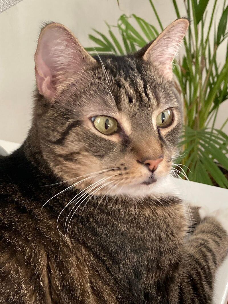 Israel (a.k.a Izzy), Adoptable, Senior Male Domestic Short Hair.