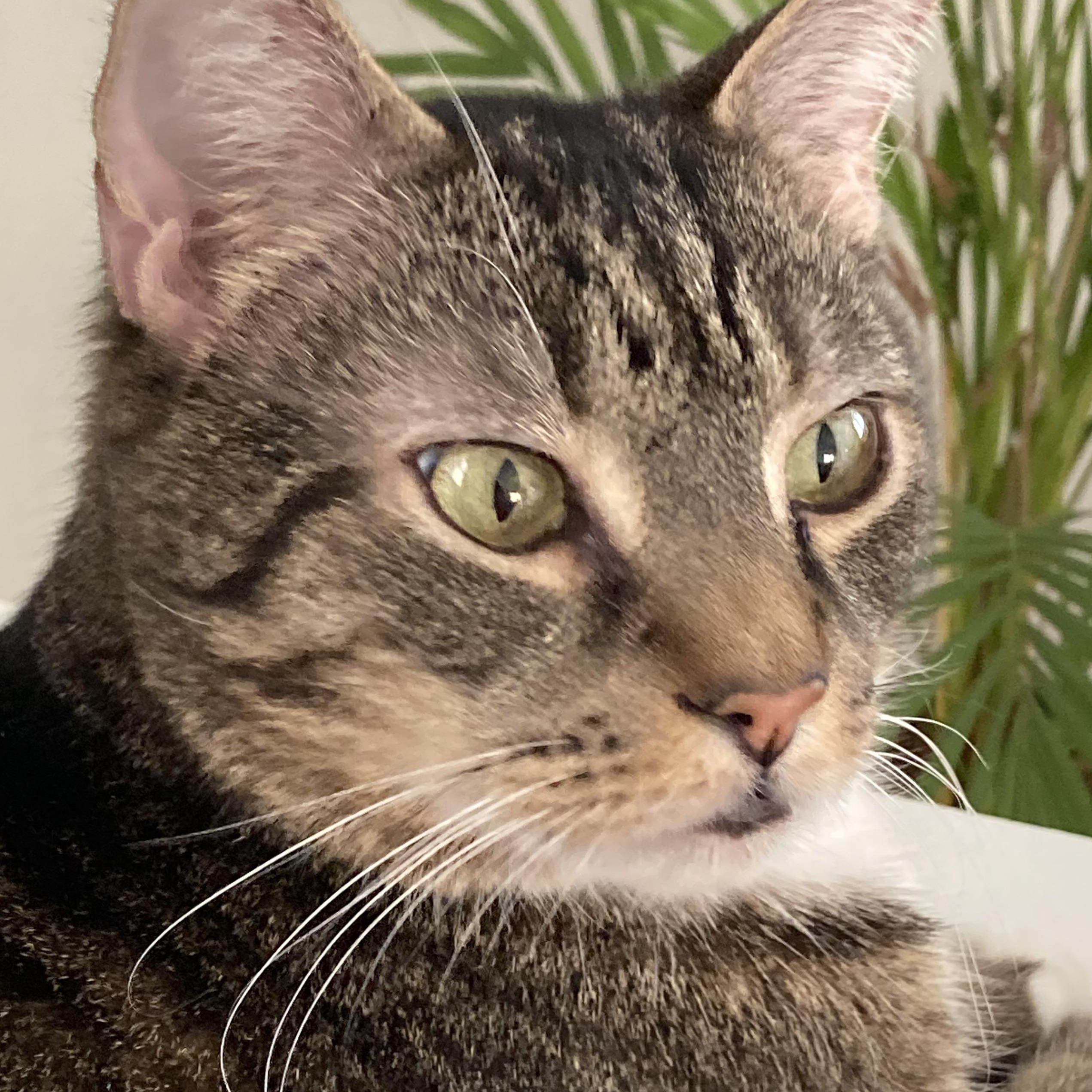 Israel (a.k.a Izzy), Senior Male Domestic Short Hair