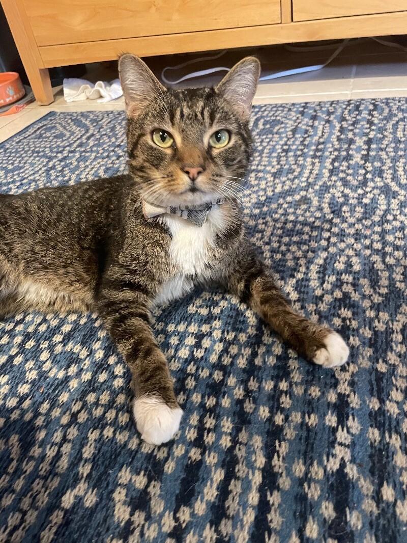 Israel (a.k.a Izzy), a Adoptable Domestic Short Hair in Collegeville, PA image 2/4