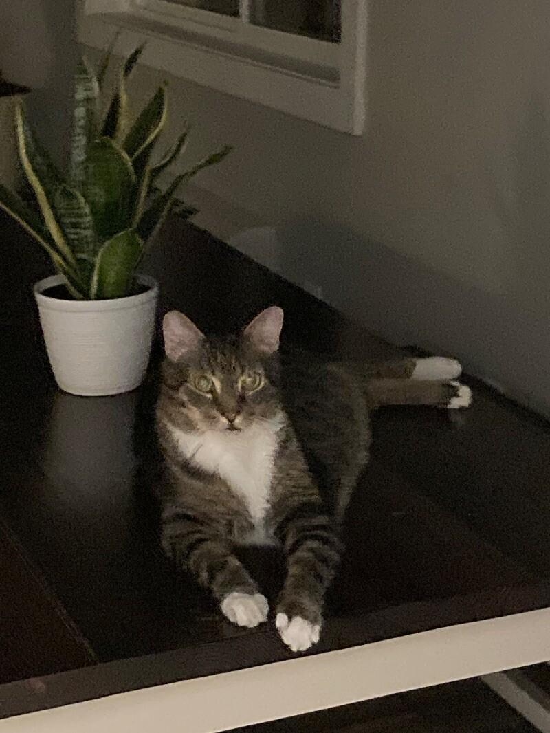 Israel (a.k.a Izzy), a Adoptable Domestic Short Hair in Collegeville, PA image 3/4