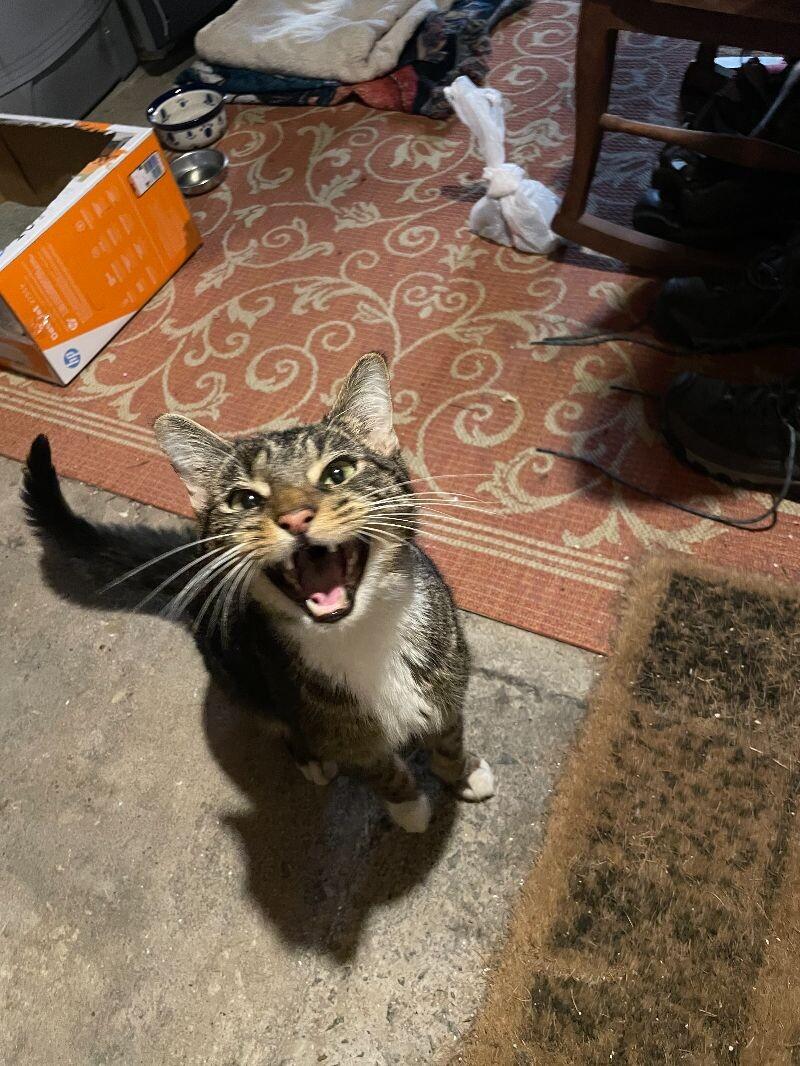 Israel (a.k.a Izzy), a Adoptable Domestic Short Hair in Collegeville, PA image 4/4