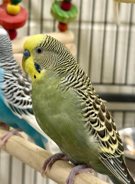 BIRDY, Adoptable, Young Male Budgie / Budgerigar.