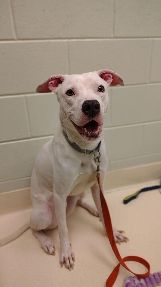 Enlarge Hank, a Adoptable mixed breed in Kalamazoo, MI image 2/3