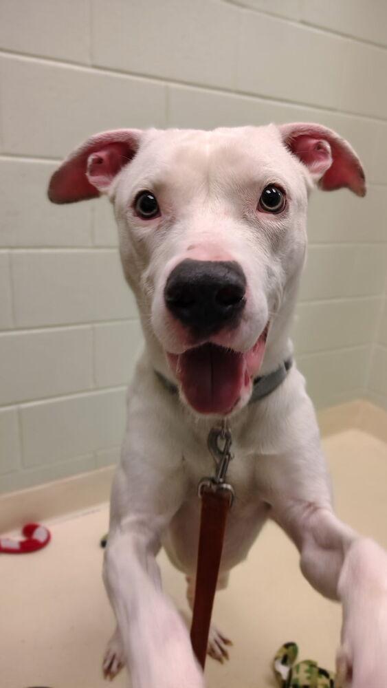 Enlarge Hank, a Adoptable mixed breed in Kalamazoo, MI image 3/3
