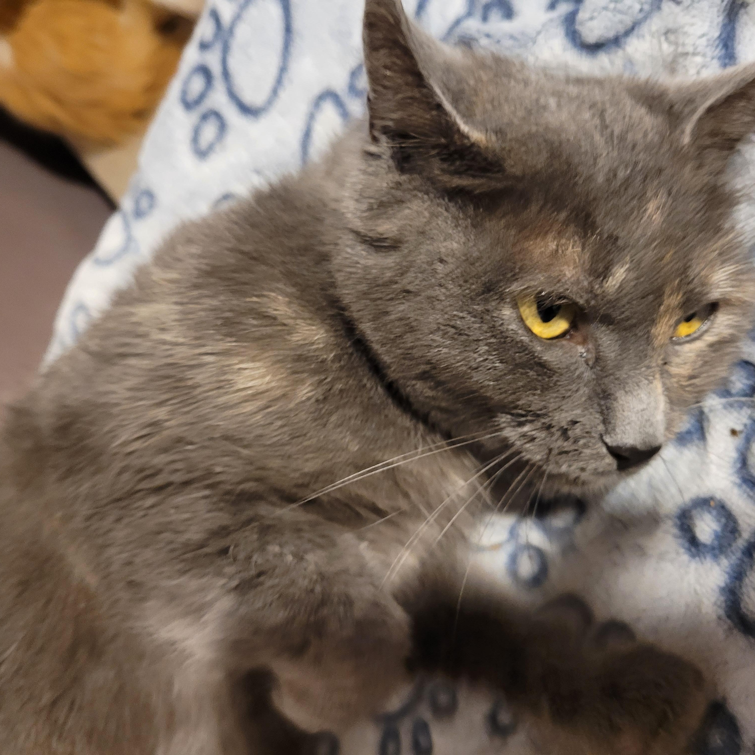 Enlarge Emily (f) 1yr old Diluted torbie , a ADOPTABLE Domestic Short Hair in Ottawa, ON image 2/6