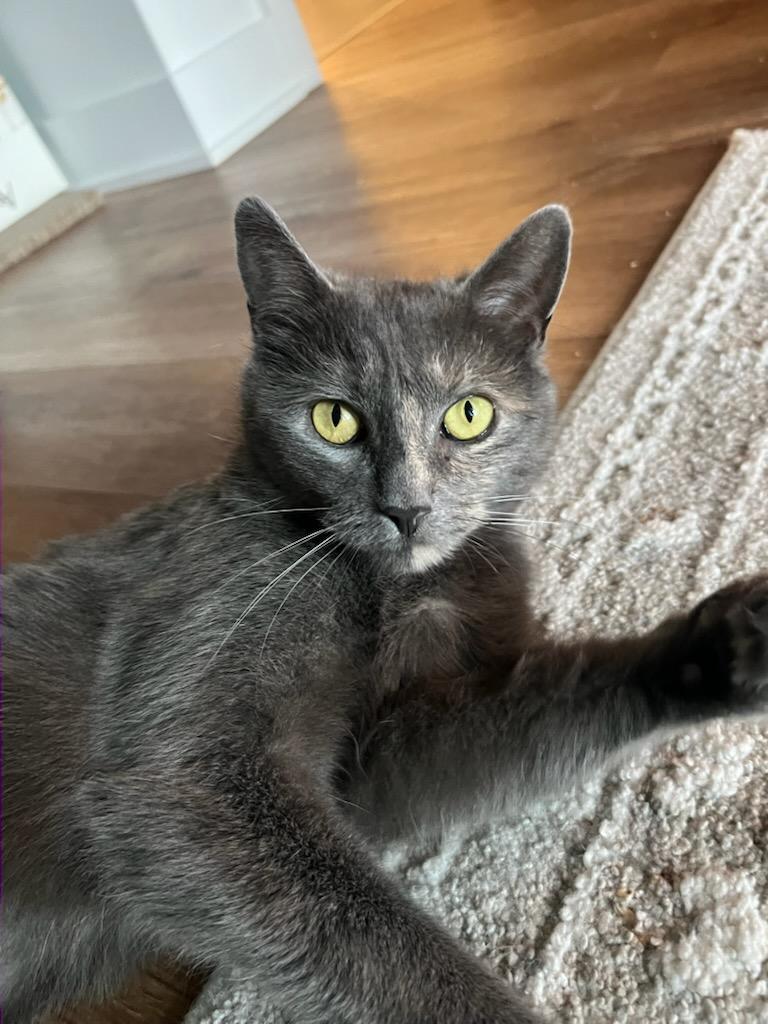 Enlarge Emily (f) Diluted torbie, blue-gray with orange , a ADOPTABLE Domestic Short Hair in Ottawa, ON image 1/6