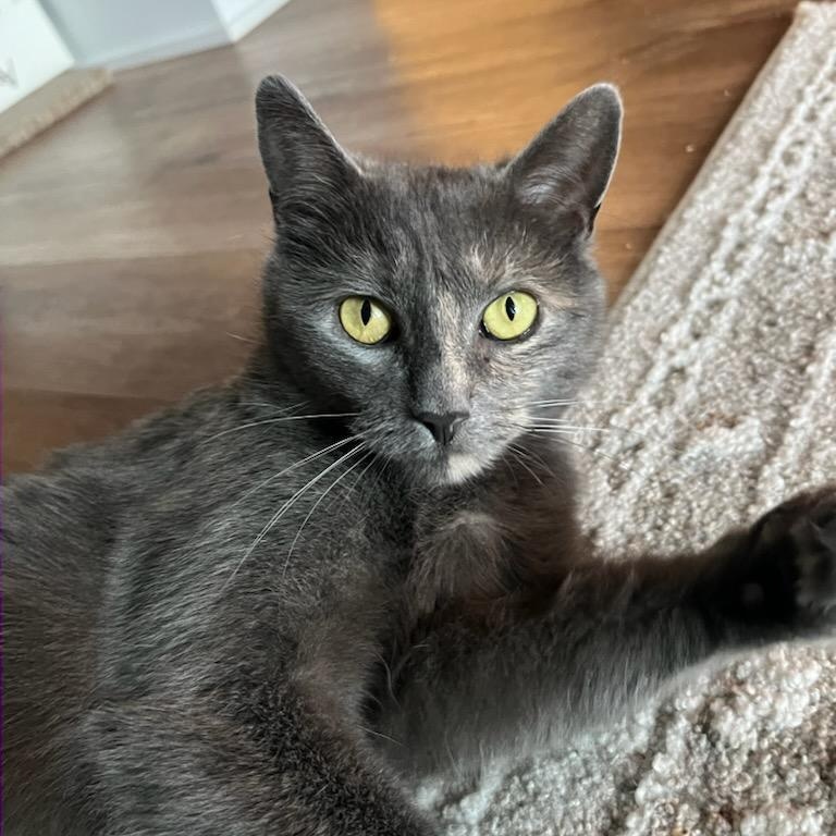 Enlarge Emily (f) Diluted torbie, 1 to 2yrs old , a ADOPTABLE Domestic Short Hair in Ottawa, ON image 1/6