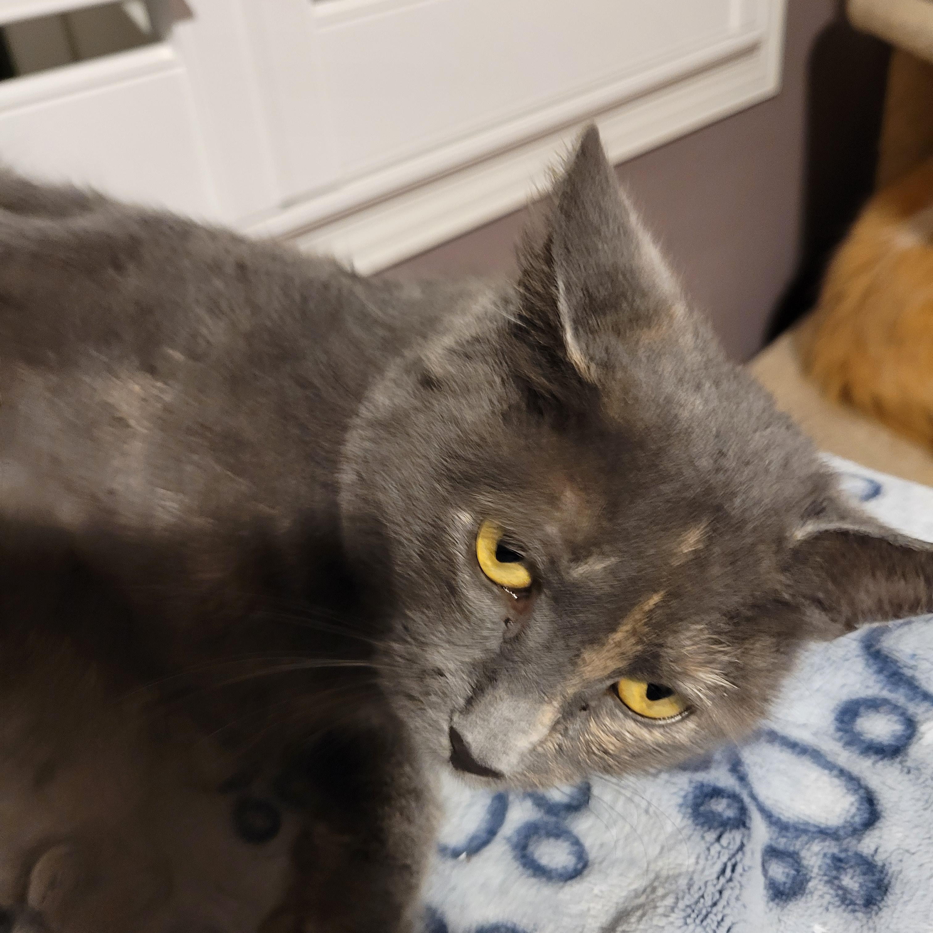 Enlarge Emily (f) 1yr old Diluted torbie , a ADOPTABLE Domestic Short Hair in Ottawa, ON image 3/6