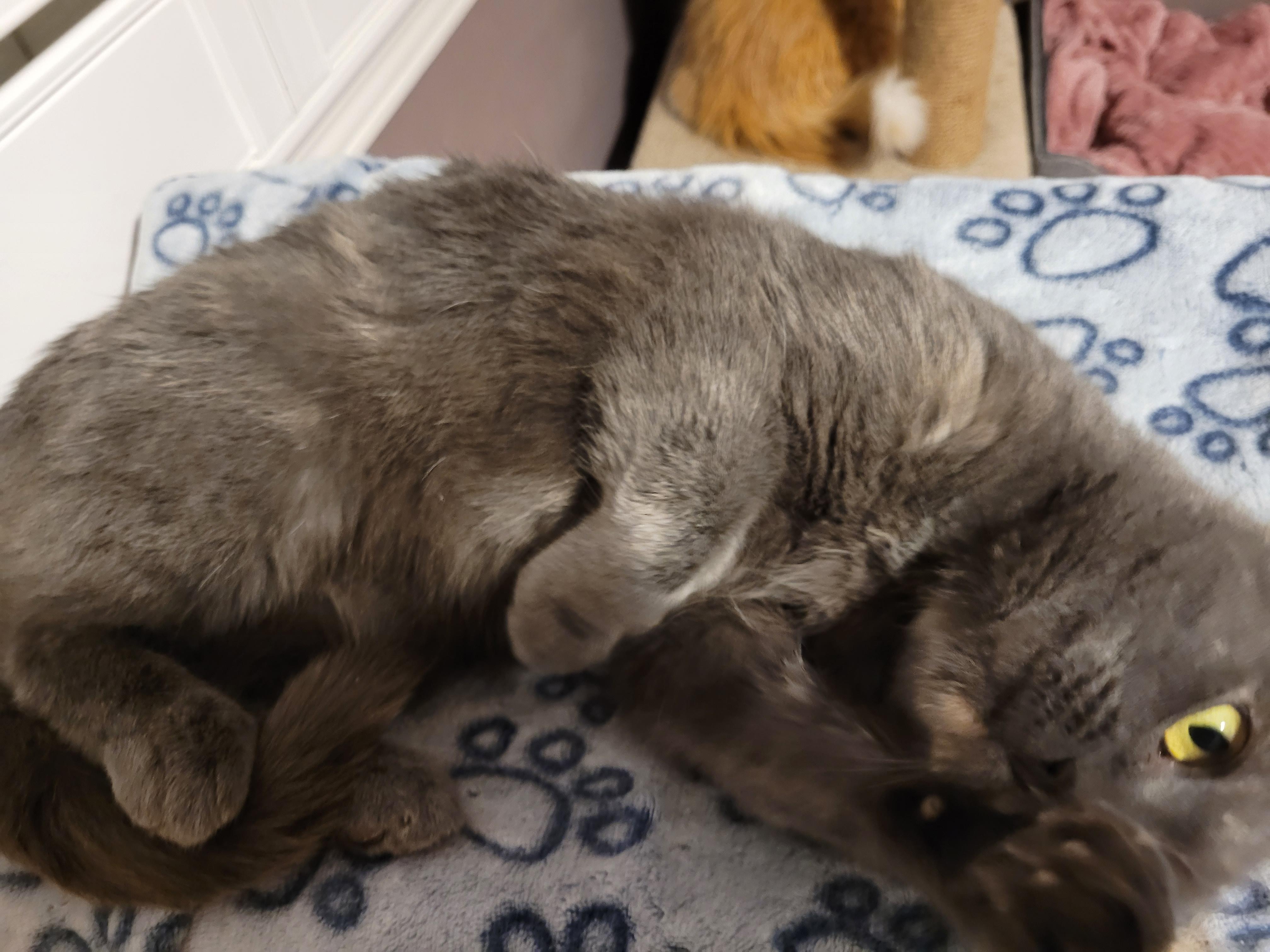 Enlarge Emily (f) 1yr old Diluted torbie , a ADOPTABLE Domestic Short Hair in Ottawa, ON image 4/6