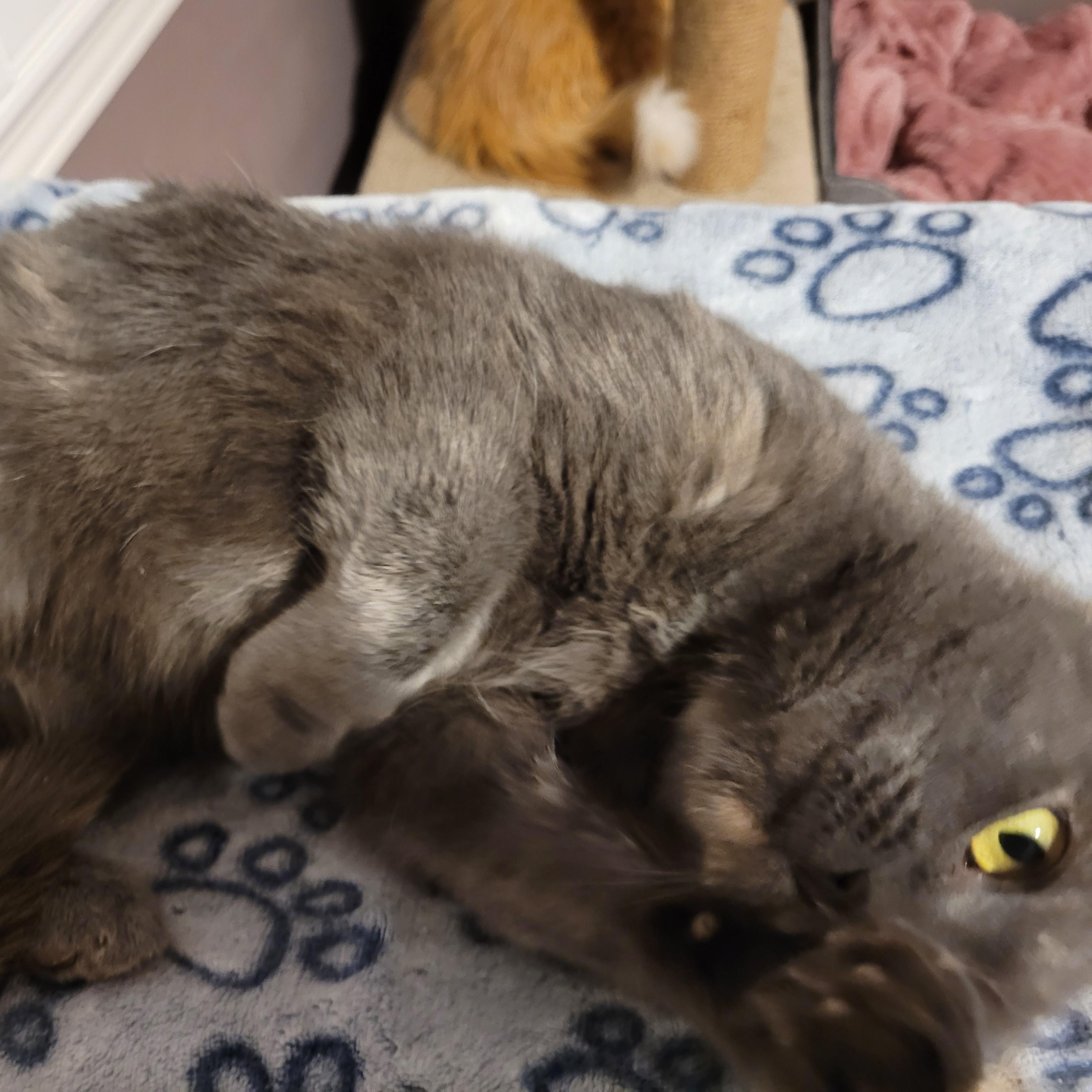 Enlarge Emily (f) Diluted torbie, blue-gray with orange , a ADOPTABLE Domestic Short Hair in Ottawa, ON image 2/6