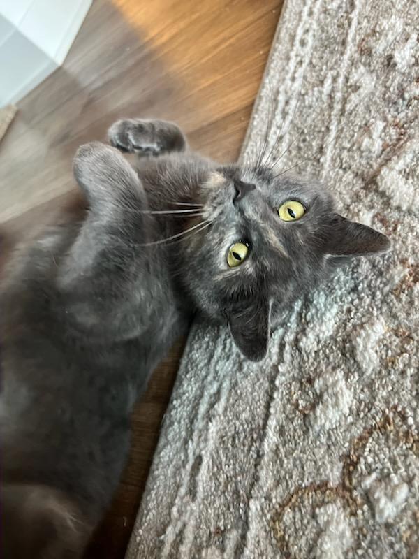 Enlarge Emily (f) Diluted torbie, blue-gray with orange , a ADOPTABLE Domestic Short Hair in Ottawa, ON image 2/6