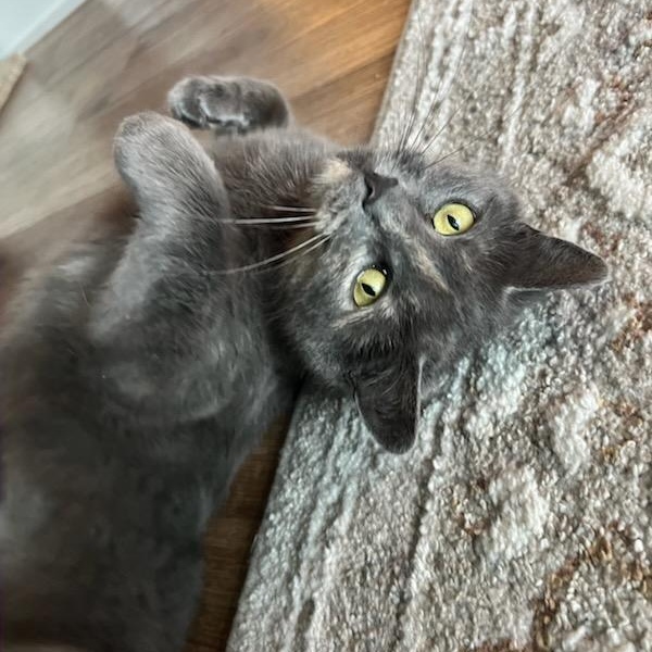 Enlarge Emily (f) Diluted torbie, 1 to 2yrs old , a ADOPTABLE Domestic Short Hair in Ottawa, ON image 2/6