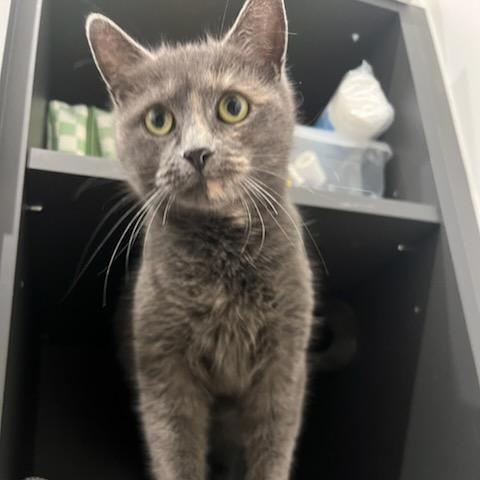 Emily (f) Diluted torbie, blue-gray with orange , ADOPTABLE, Adult Female Domestic Short Hair.