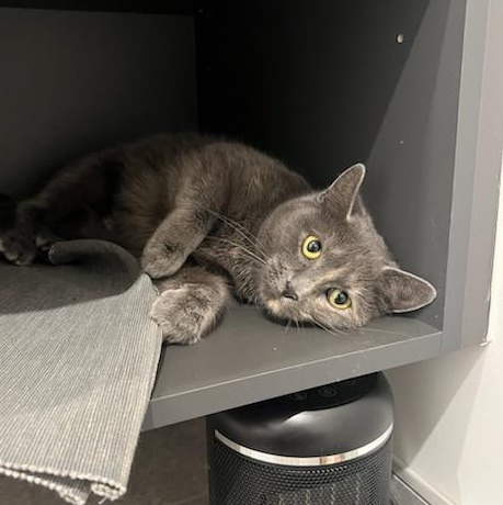 Enlarge Emily (f) Diluted torbie, blue-gray with orange , a ADOPTABLE Domestic Short Hair in Ottawa, ON image 5/6