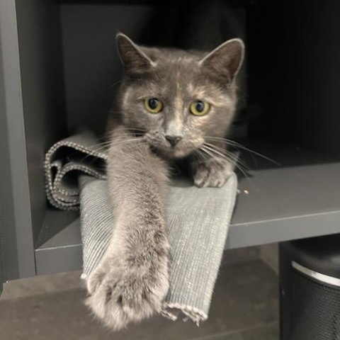 Enlarge Emily (f) Diluted torbie, blue-gray with orange , a ADOPTABLE Domestic Short Hair in Ottawa, ON image 3/6