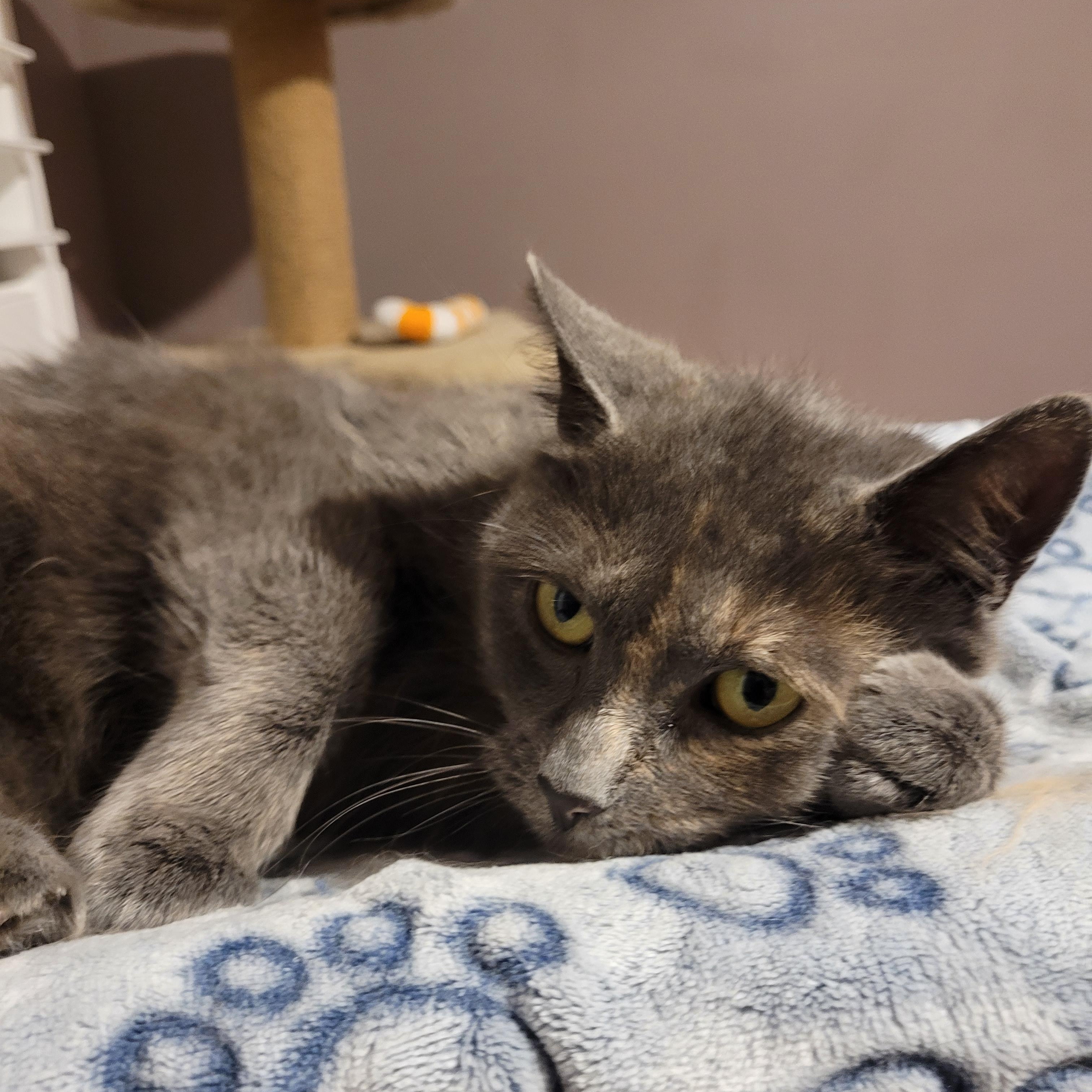 Enlarge Emily (f) 1yr old Diluted torbie , a ADOPTABLE Domestic Short Hair in Ottawa, ON image 5/6