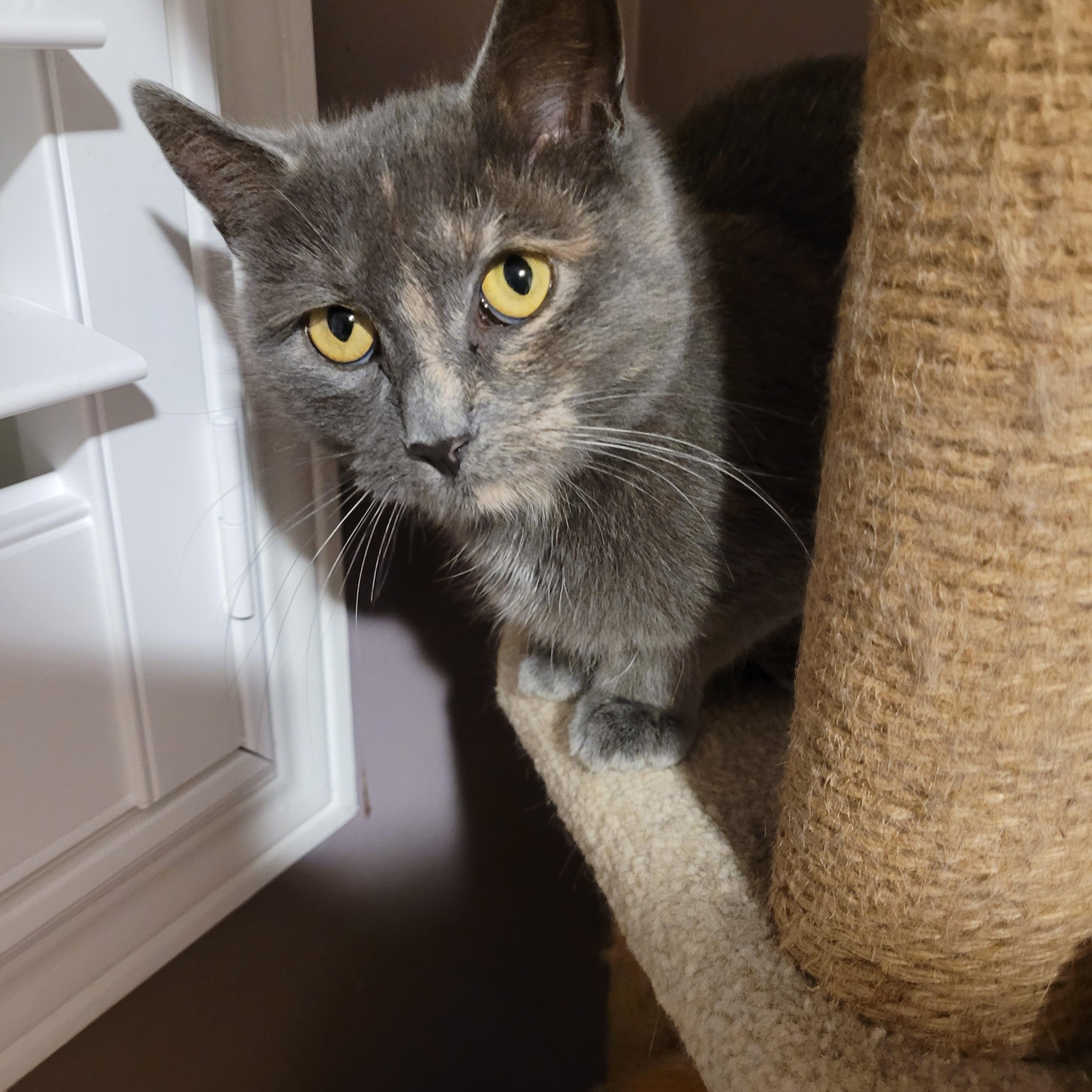 Emily (f) 1yr old Diluted torbie , ADOPTABLE, Adult Female Domestic Short Hair.