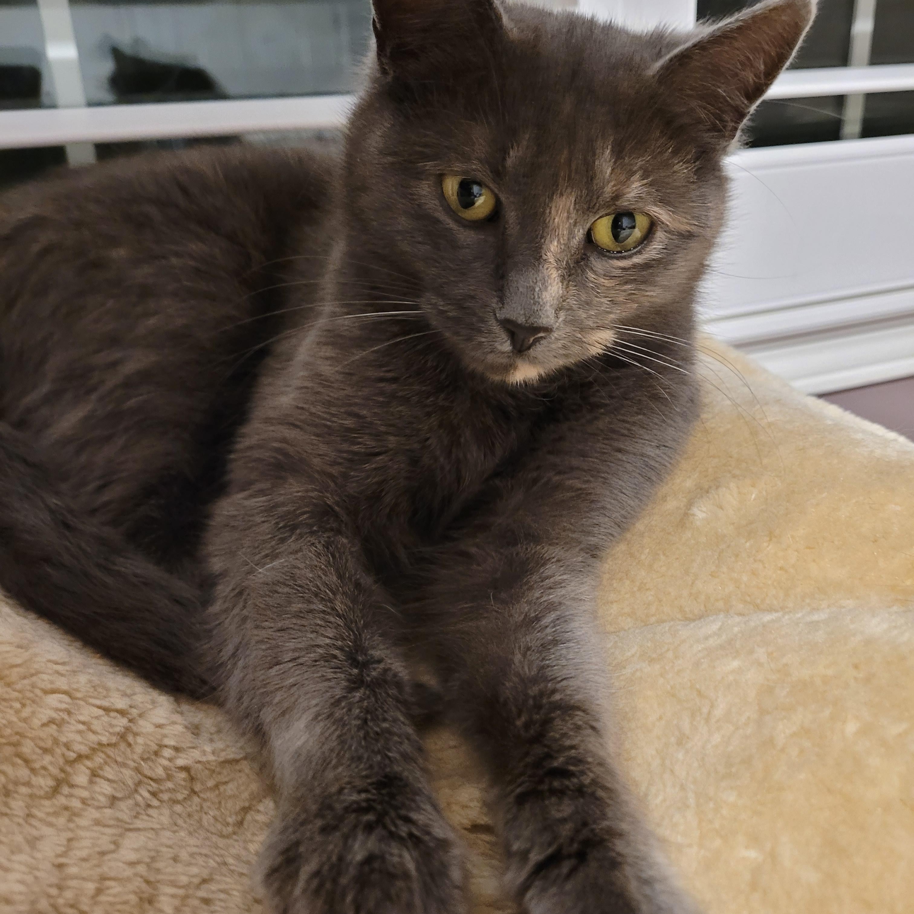 Enlarge Emily (f) Diluted torbie, blue-gray with orange , a ADOPTABLE Domestic Short Hair in Ottawa, ON image 6/6