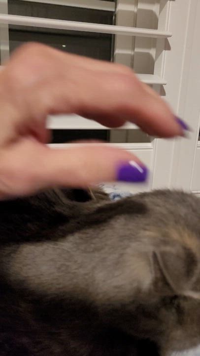 Enlarge Emily (f) 1yr old Diluted torbie , a ADOPTABLE Domestic Short Hair in Ottawa, ON video 6/6