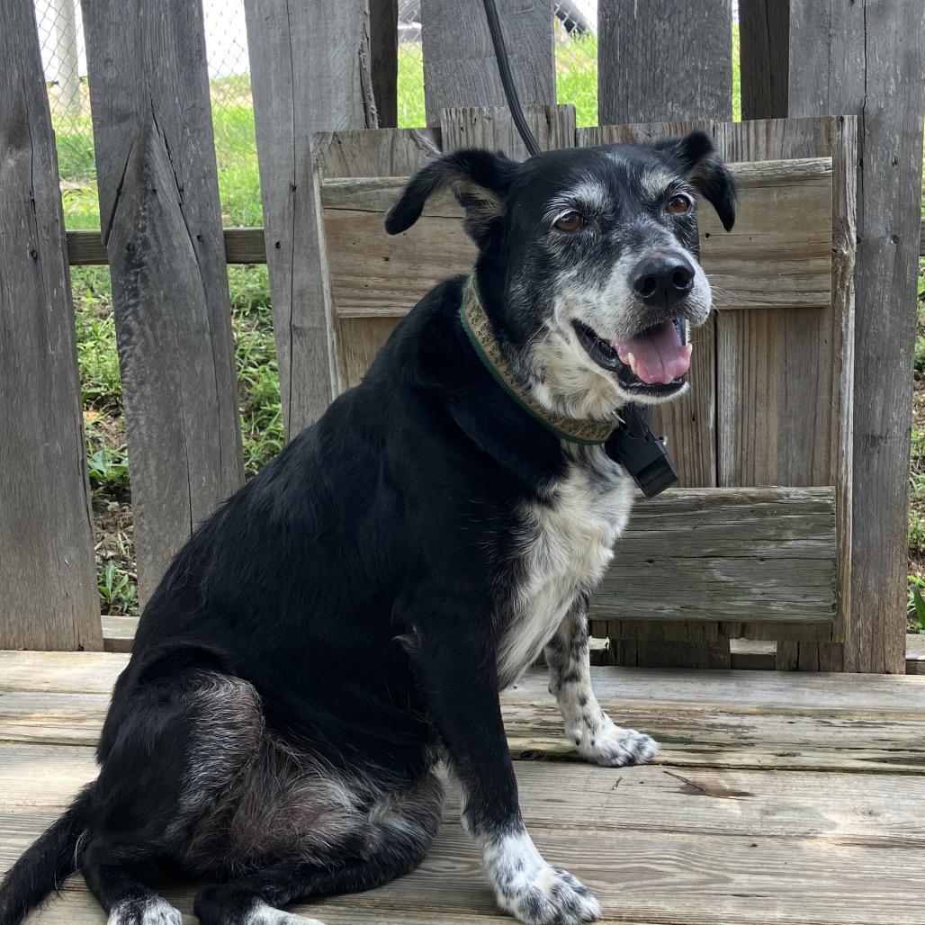 Buddy, Adoptable, Senior Male Australian Shepherd & Mixed Breed.