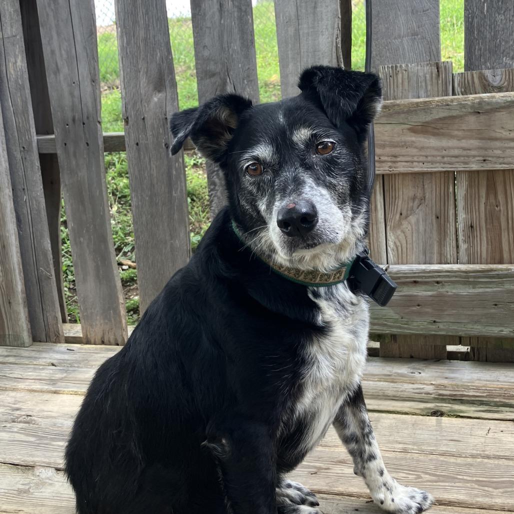 Buddy, a Adoptable mixed breed in Pulaski, TN image 2/6