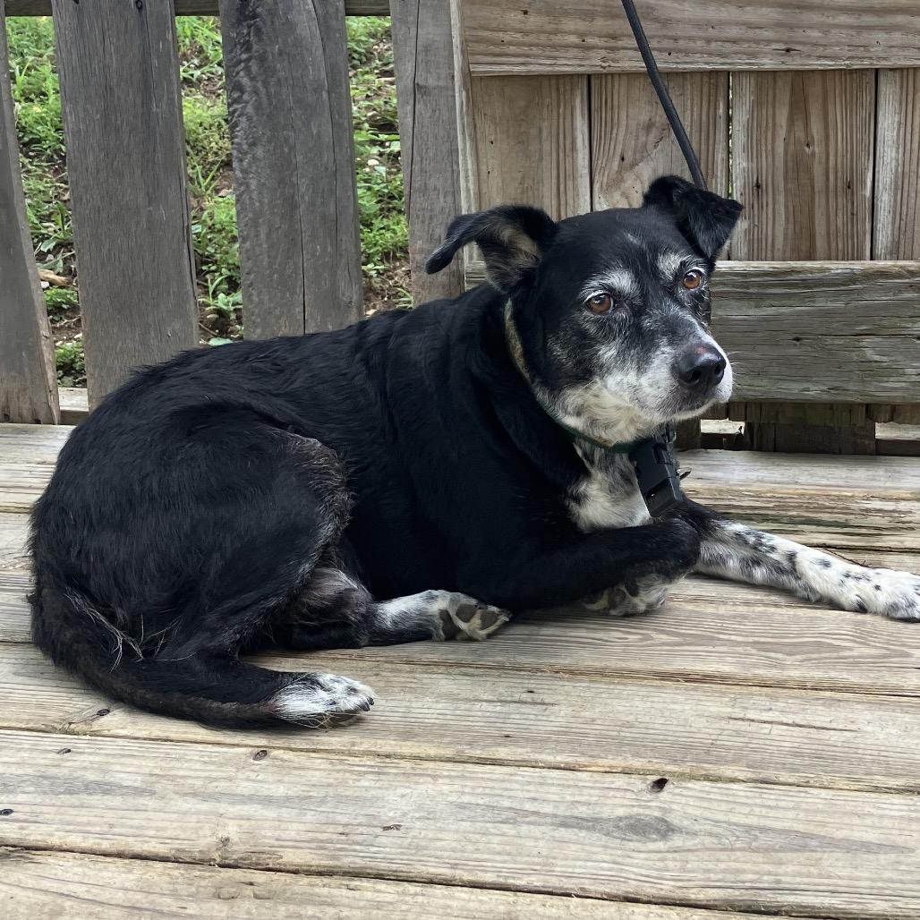 Buddy, a Adoptable mixed breed in Pulaski, TN image 3/6