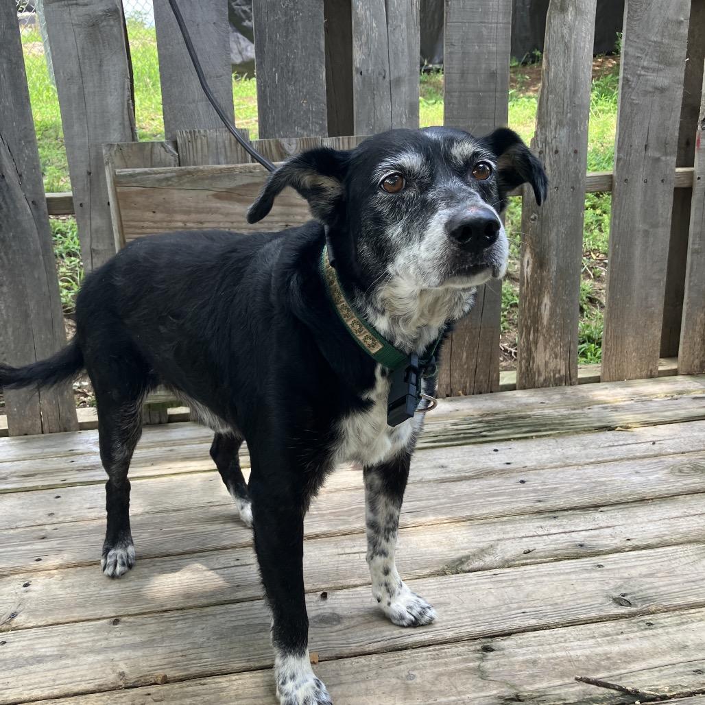 Buddy, a Adoptable mixed breed in Pulaski, TN image 4/6