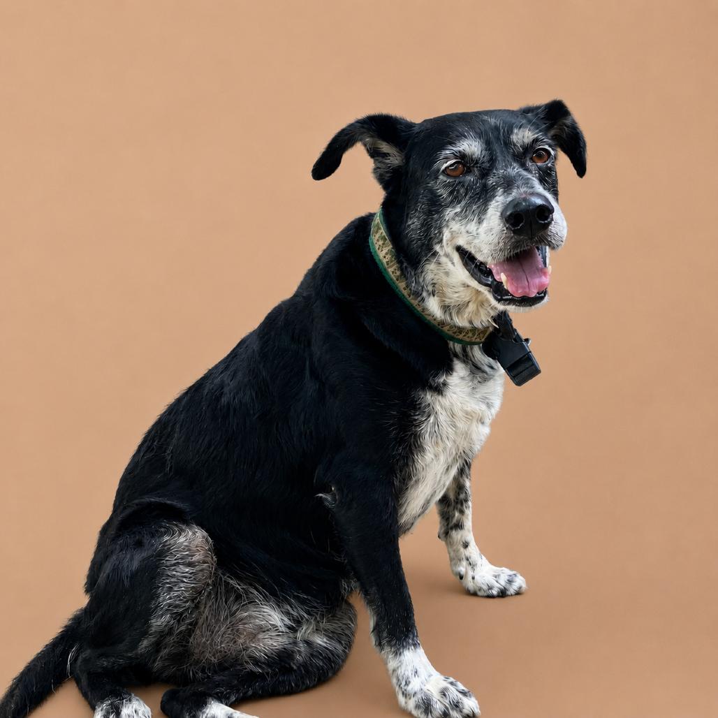 Buddy, a Adoptable mixed breed in Pulaski, TN image 5/6