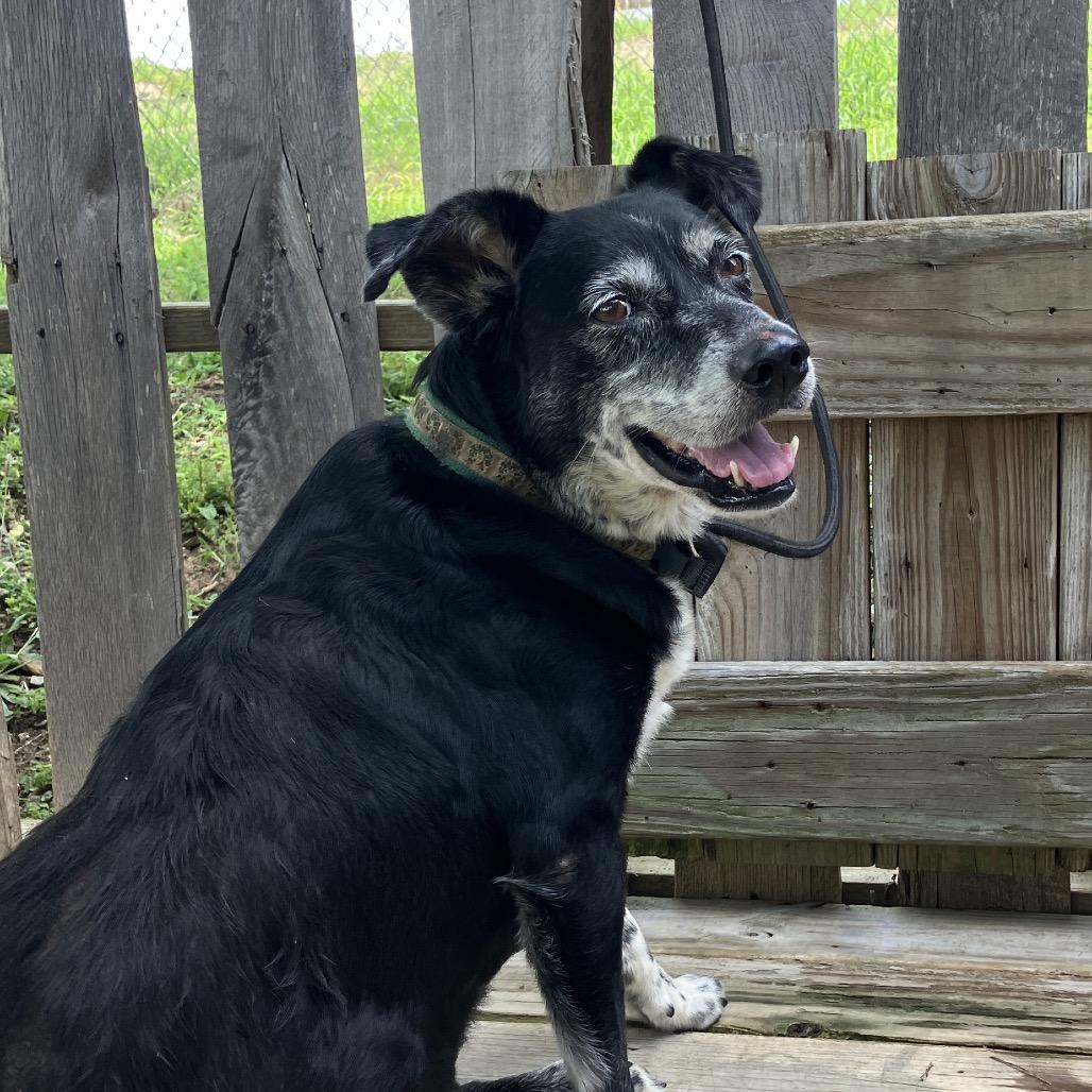 Buddy, a Adoptable mixed breed in Pulaski, TN image 6/6