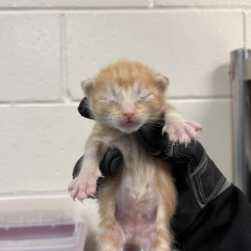 Oizys, Adoptable, Young Female Domestic Short Hair.