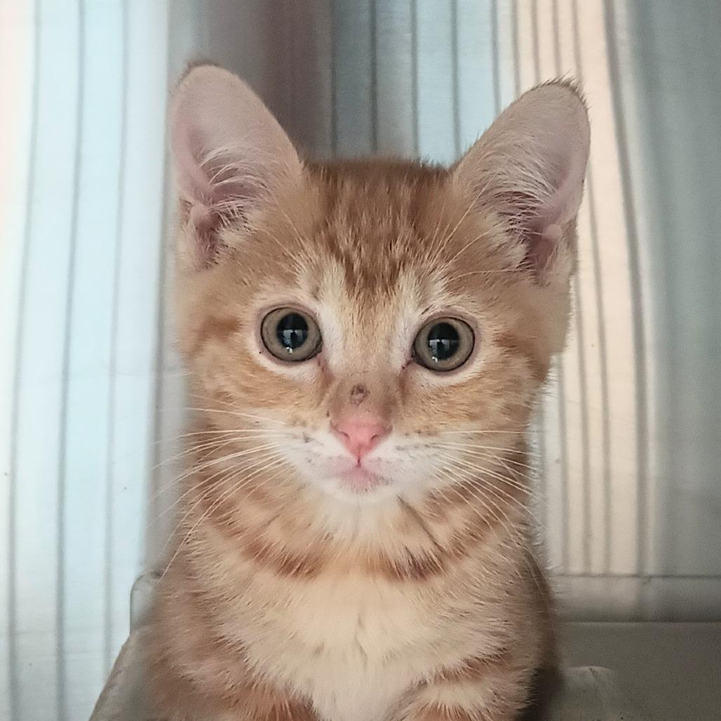 Oizys, Adoptable, Young Female Domestic Short Hair.