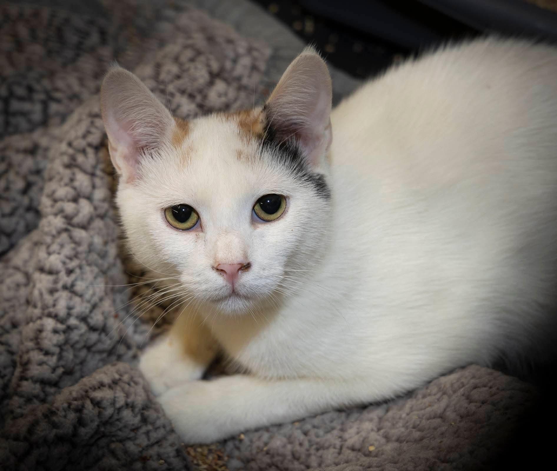 Becca, Adoptable, Kitten Female Domestic Short Hair.