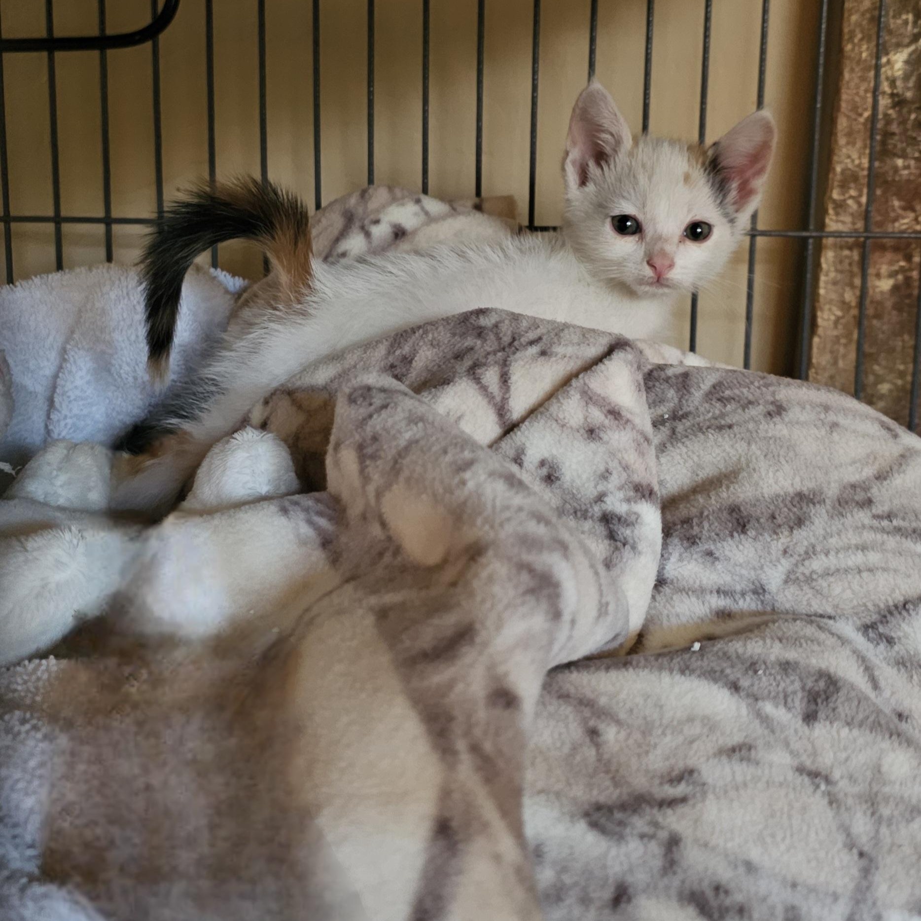 Enlarge Becca, a Adoptable Domestic Short Hair in SCOTTSDALE, AZ image 2/3