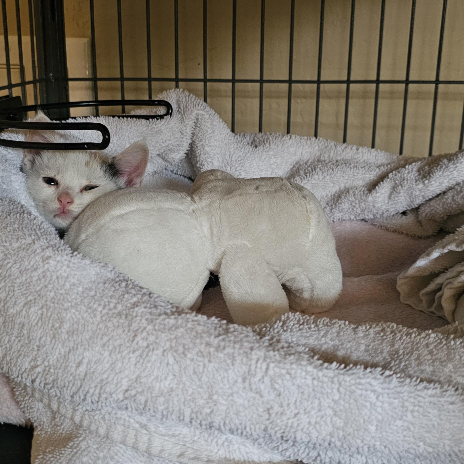 Enlarge Becca, a Adoptable Domestic Short Hair in SCOTTSDALE, AZ image 3/3